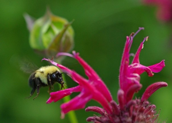 western bumble bee