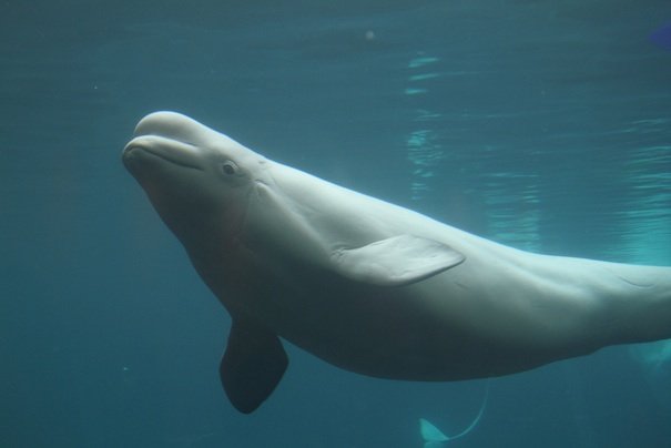 beluga whale