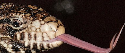 black and white tegu tongue black and white tegu tongue