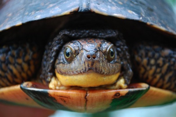 blandings turtle