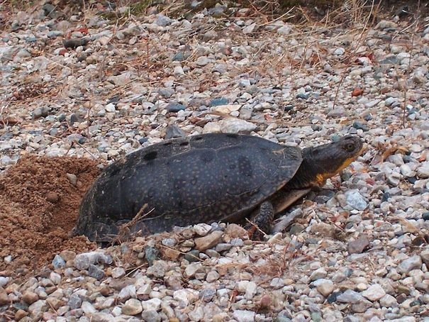 Blanding's turtle laying eggs