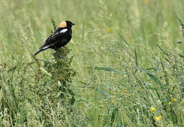 bobolink in field