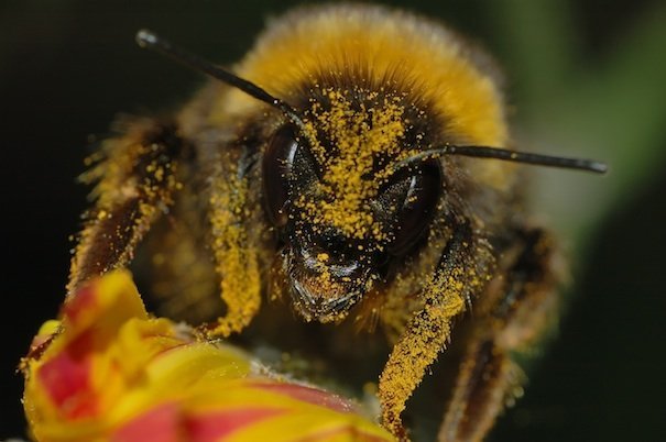 bumble bee pollen