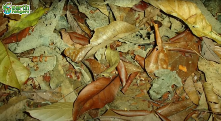 Can you find the camouflaged animals?