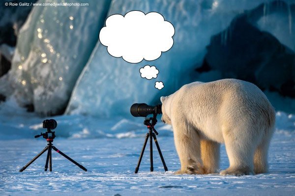Caption This: What’s this Polar Bear Thinking?