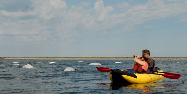 Kayak with Belugas