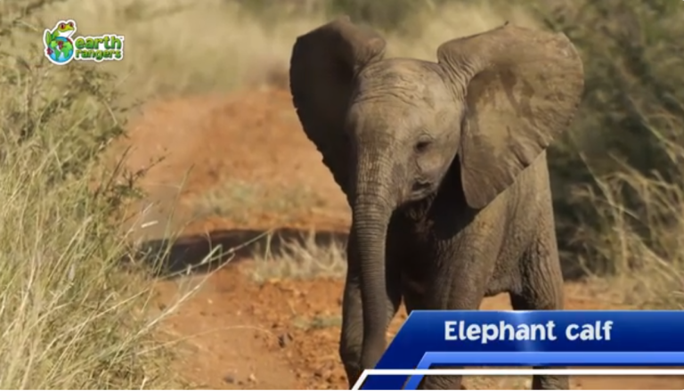 Top 10: Cutest African Animal Babies