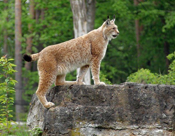 Hudson The Lynx Earth Rangers Wild Wire Blog