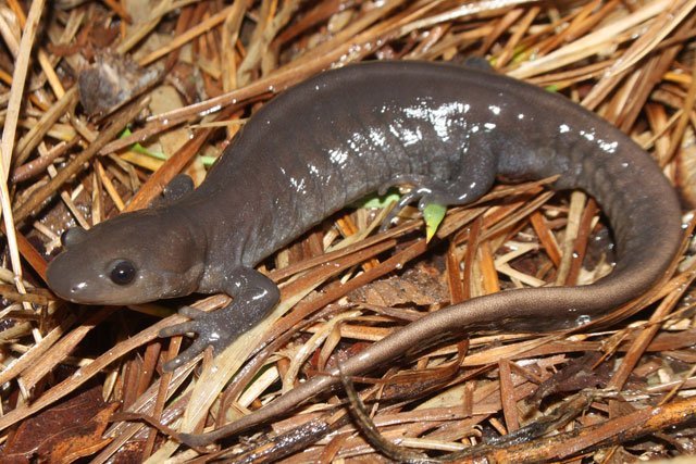 female_jefferson_salamander female jefferson salamnder