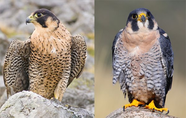 Why You Should Protect Peregrine Falcons Earth Rangers