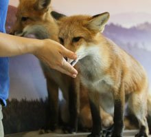 Finn getting a snack