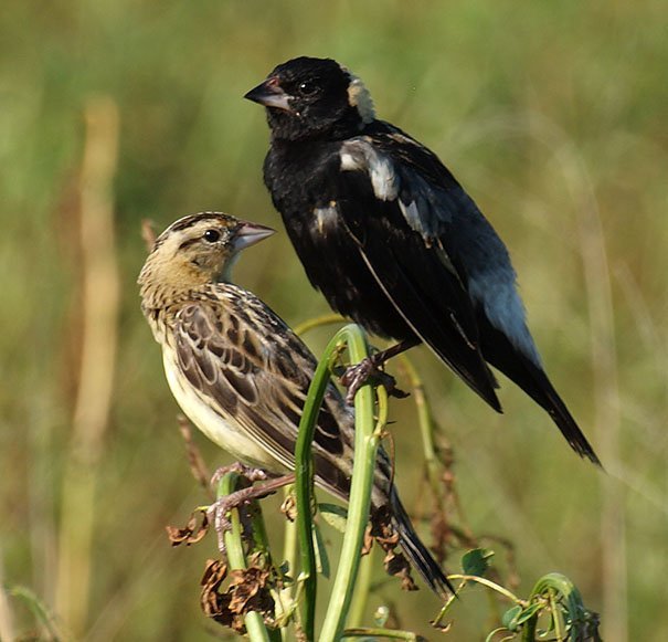 male and female bobolink