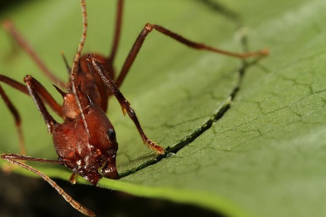 Retired Ant