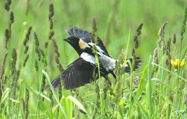 flying bobolink