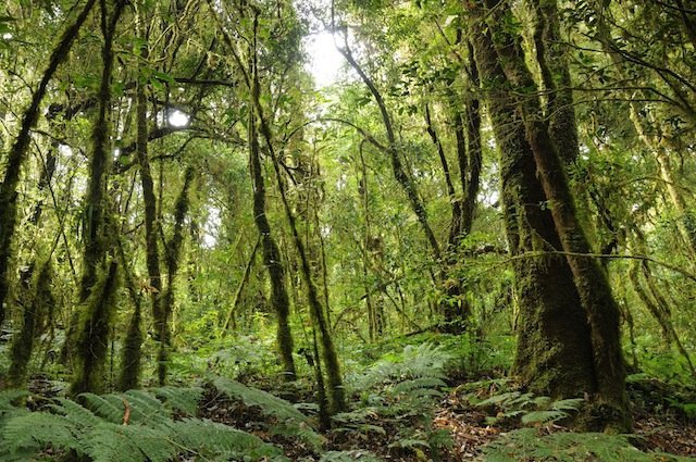 forest Southeast Asia forest Southeast Asia