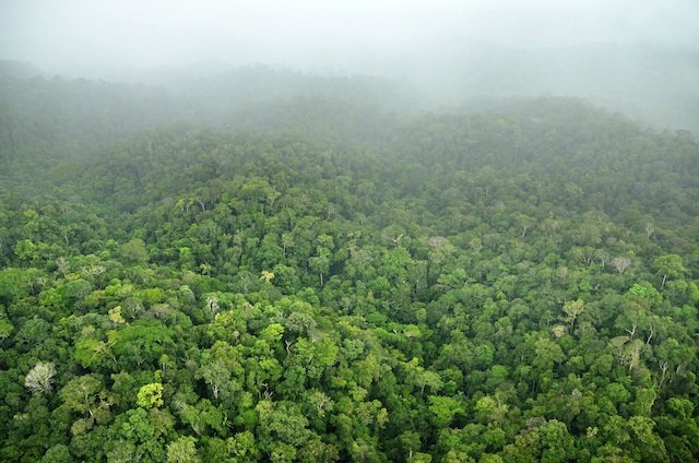 forests of Southeastern Suriname