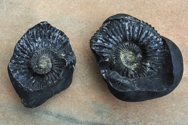 fossil ammonoidea Fossil of a Nautiloid