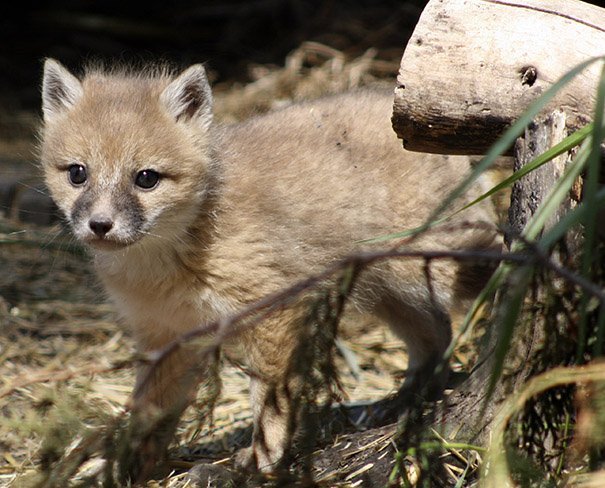 swift fox pup swift fox pup