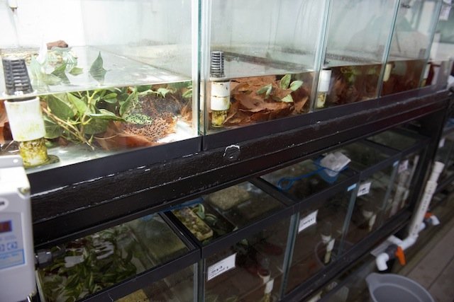 frog tanks frog tanks