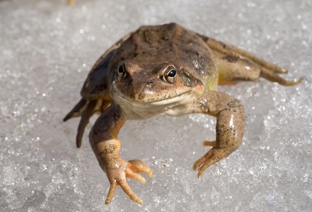 How Do Frogs Survive The Winter Earth Rangers Wild Wire Blog Frog Sitting On Ice