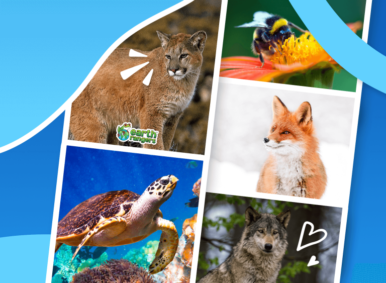 Help Your Child to Bring Back the Wild! Help Your Child to Bring Back the Wild!
