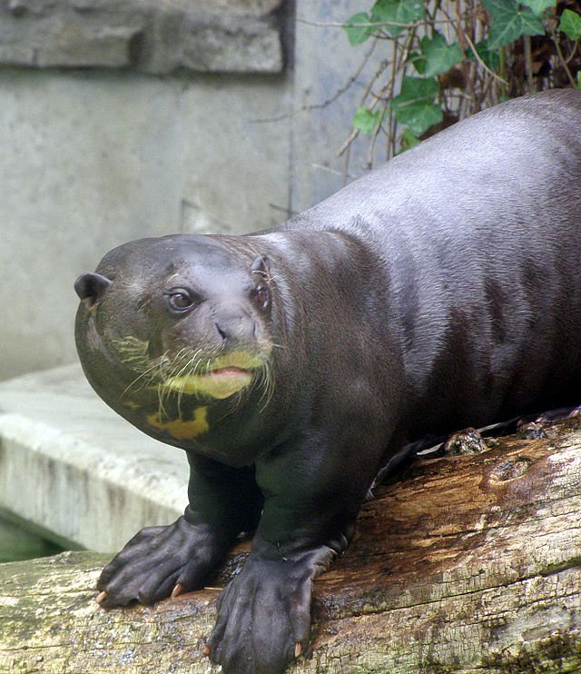 giant_otter_pteronura_brasiliensis_frank_wouters giant otter pteronura brasiliensis