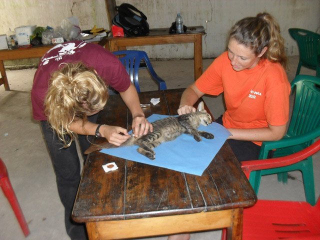 Global Vets Africa Tanzania cat surgery Global Vets Africa Tanzania cat surgery