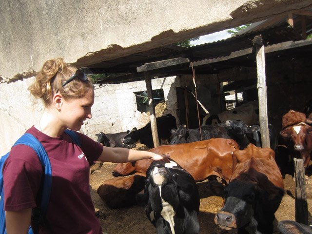 Global Vets team meets some cows Global Vets team cows Tanzania East Africa