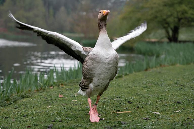 How do birds know when it’s time to migrate? How do birds know when it’s time to migrate?