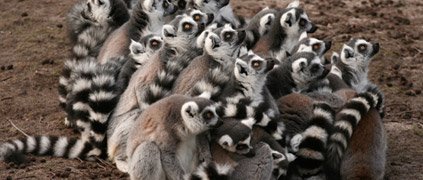 Group of ring-tailed lemurs Group of ring-tailed lemurs