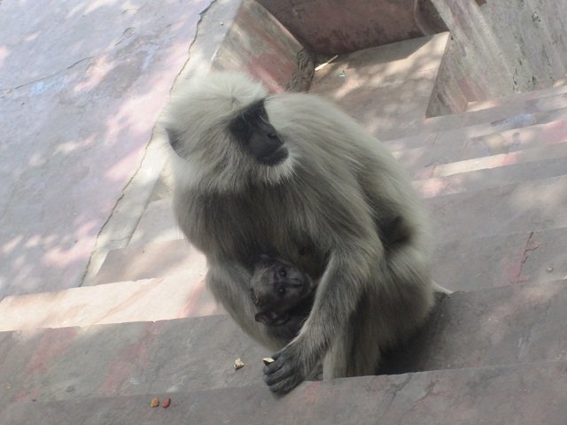 Global Vets India monkey and baby Global Vets, India, Monkey