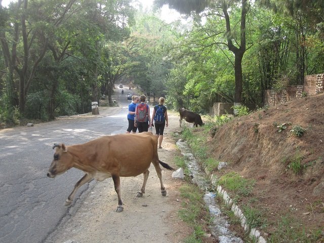 Global Vets India cows Global Vets, Cows