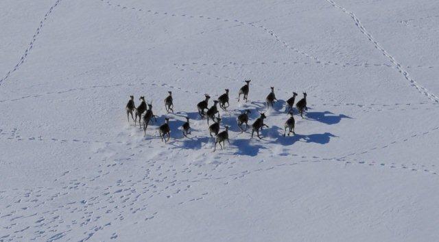 caribou migration caribou migrating