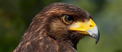 Broad Winged Hawk Identification All About Birds Cornell