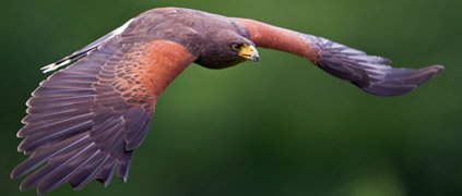 harris hawk on a cactus harris hawk desert cactus