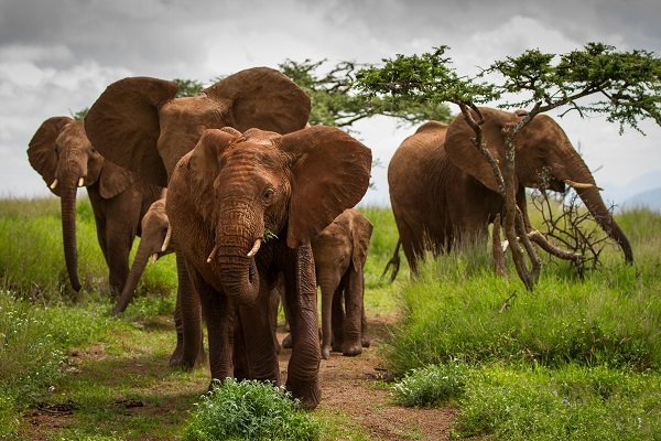 how did the elephant cross the road earth rangers wild wire blog