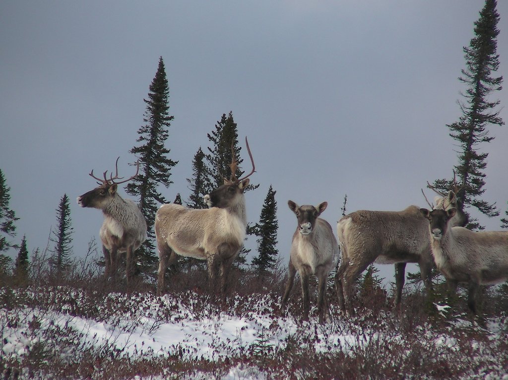 herd_of_caribous_flickr_credit_peupleloup herd caribous