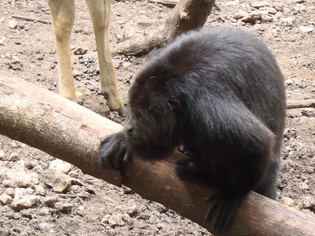howler monkey