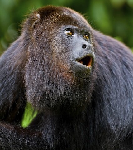 how howler monkeys howl earth rangers wild wire blog