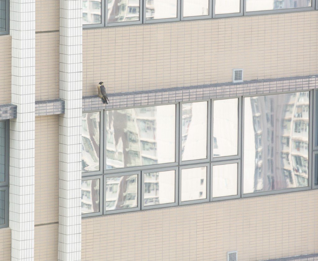 A Peregrine sits on a window ledge looking for its next meal.