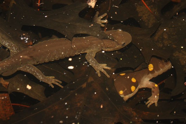 inpond_jefferson_salamander Jefferson salamander, spotted salamander