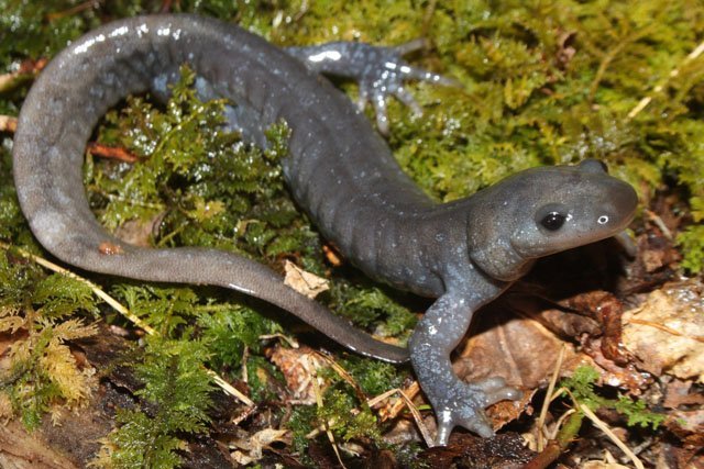 jefferson_salamander male jefferson salamander