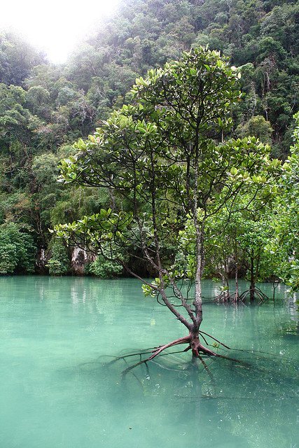 Mangrove forest forest water mangrove