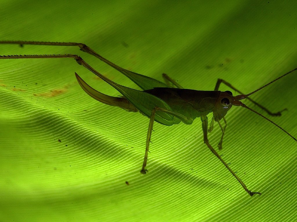 katydid_brachyamytta_rapidoaestima_piotr_naskrecki katydid brachyamytta rapidoaestima