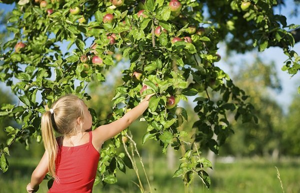 kid picking apples