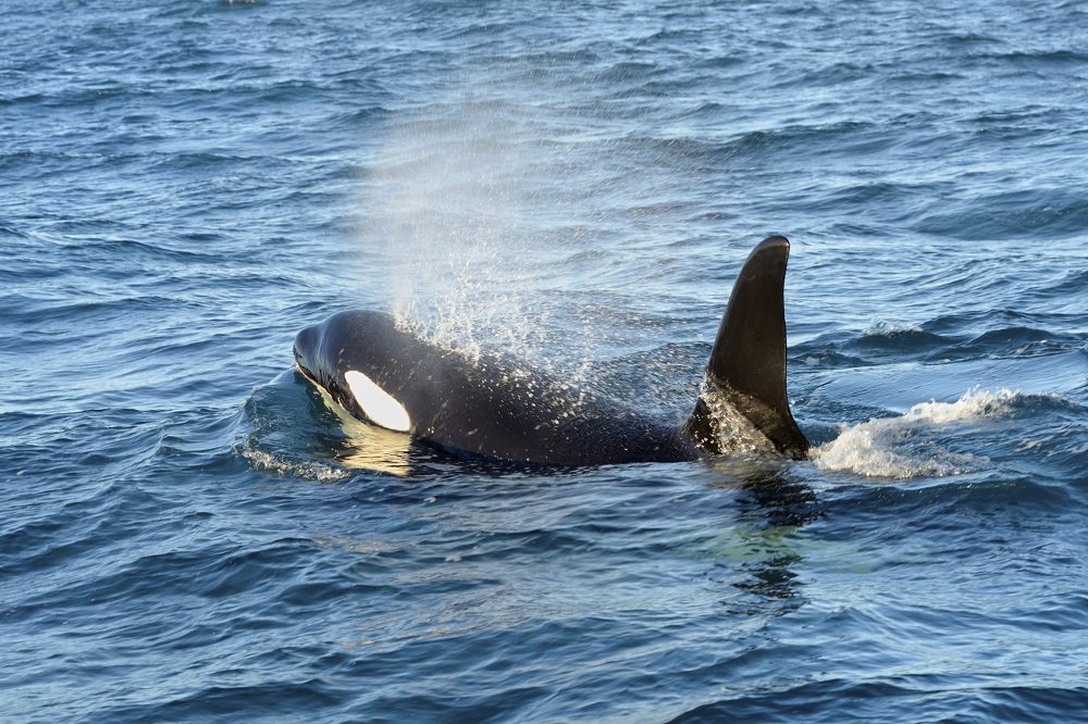 finding out a killer whale s name and what it had for dinner earth