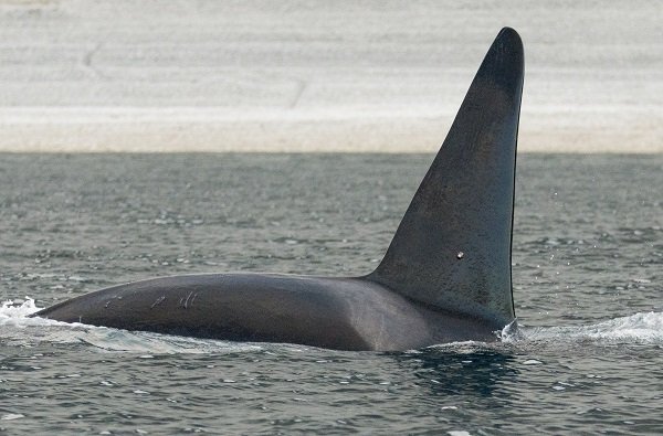 killer whale arctic copyright Gretchen Freund