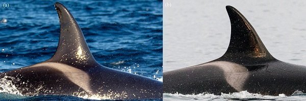 killer whale fins copyright GretchenFreund