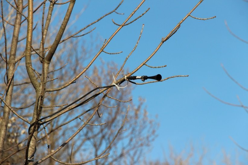 Un microphone positionné dans un arbre pour enregistrer des cris de chauves-souris.
