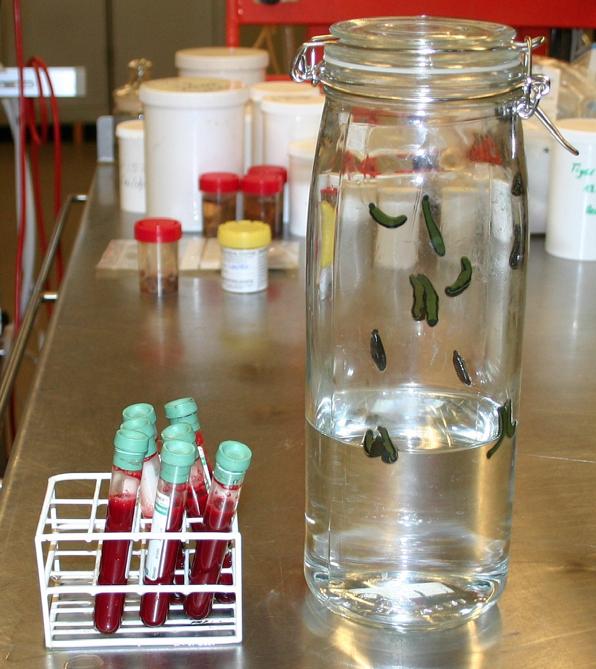 Leeches in the lab at University of Copenhagen leeches, university of copenhagen,